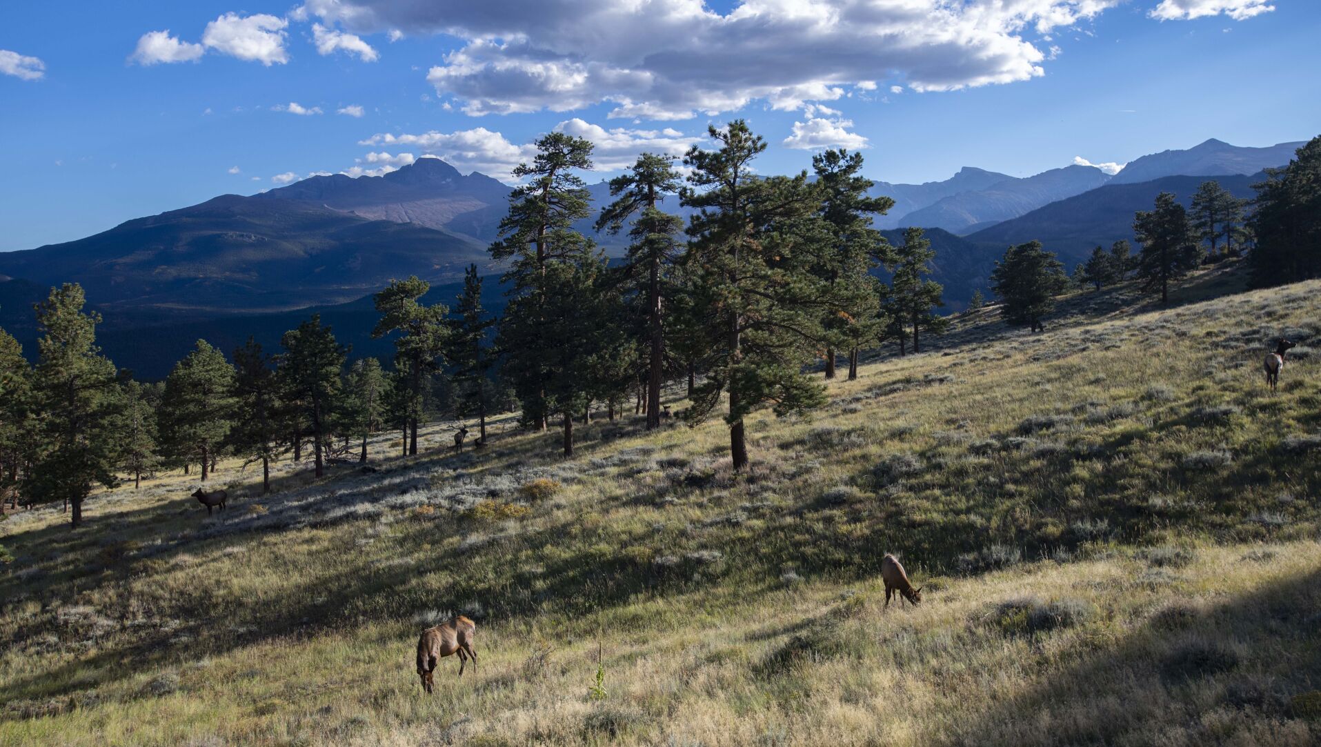 100922-life-elk 8.jpg